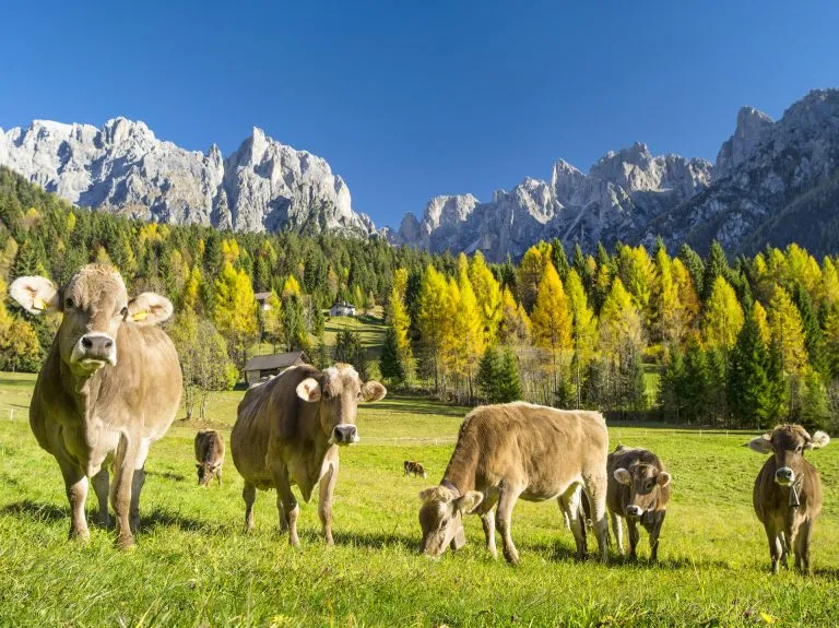 Pâturage du bétail en paysage
