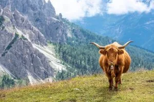 Bestiame vicino alle tre cime