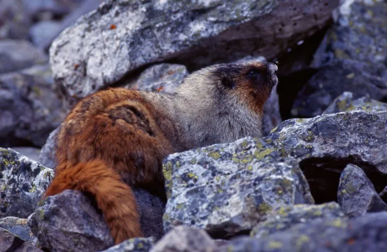 Dolomites de Marmotte